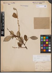 Foto von Salix caprea L.